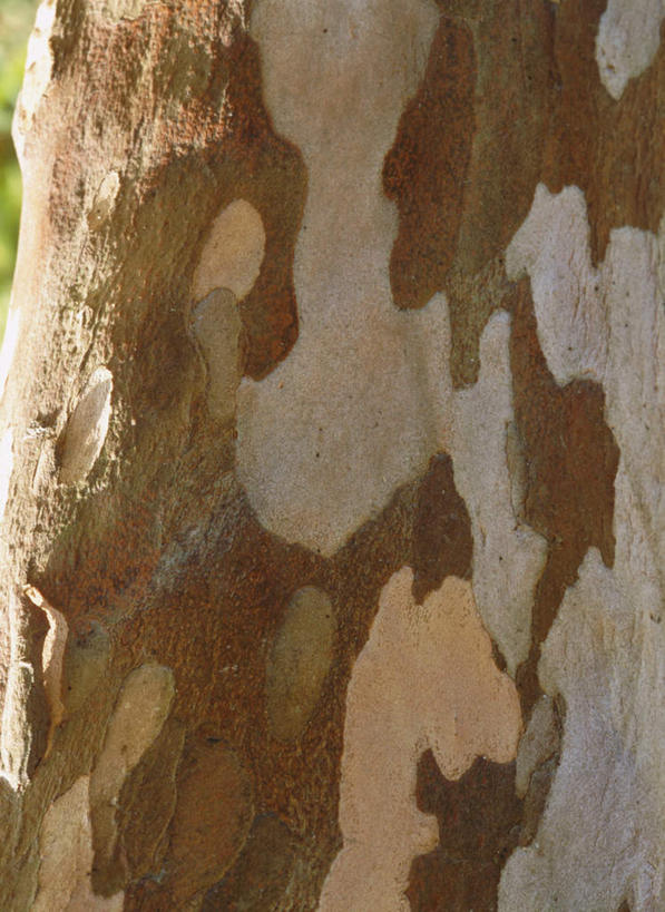 无人,竖图,室外,特写,白天,正面,旅游,度假,美景,植物,东京,日本,亚洲,一棵,朦胧,模糊,纹路,纹理,景观,树桩,娱乐,树,树干,树木,绿色,自然,享受,休闲,木桩,景色,放松,生长,成长,自然风光,东亚,本州,肌理,关东地方,本州岛,日本国,东京都,榅桲,彩图