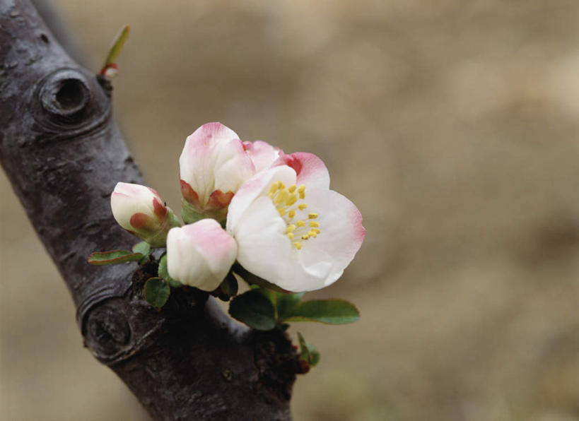 无人,横图,俯视,室外,特写,白天,旅游,度假,美景,植物,神奈川,日本,亚洲,朦胧,模糊,盛开,景观,神奈川县,花蕾,娱乐,花,花瓣,花朵,鲜花,树,树木,绿色,白色,自然,花苞,花蕊,享受,休闲,景色,放松,生长,成长,自然风光,东亚,本州,关东地方,本州岛,日本国,榅桲花,榅桲,彩图,高角度拍摄
