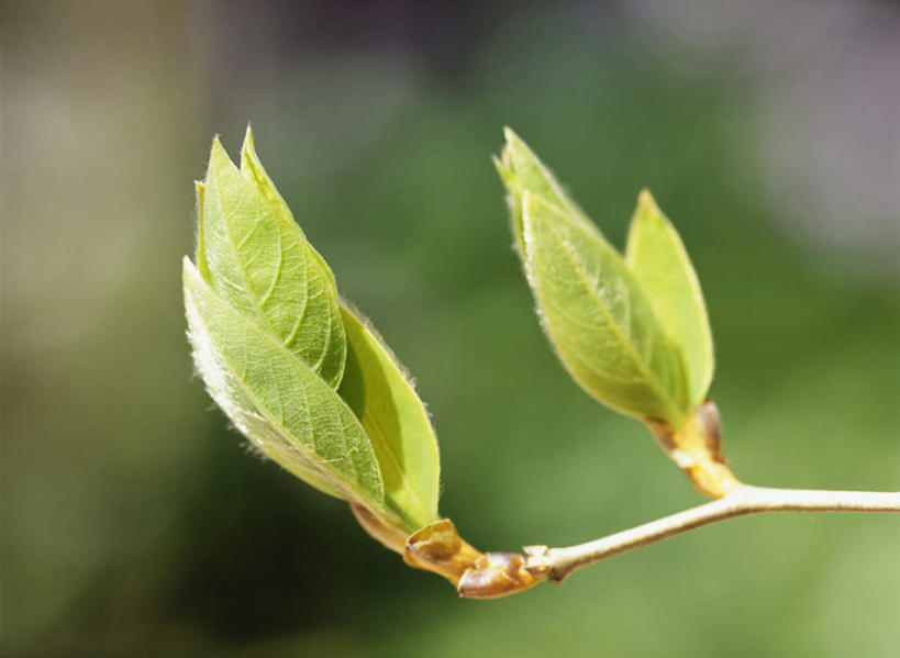 无人,横图,室外,特写,白天,仰视,旅游,度假,美景,叶子,神奈川,日本,亚洲,阴影,朦胧,模糊,光线,影子,景观,绿叶,横滨,横滨市,神奈川县,娱乐,树枝,阳光,自然,享受,休闲,嫩叶,景色,放松,自然风光,东亚,本州,首府,关东地方,本州岛,日本国,绢柏,银桦,银桦树,叶,叶片,彩图,低角度拍摄