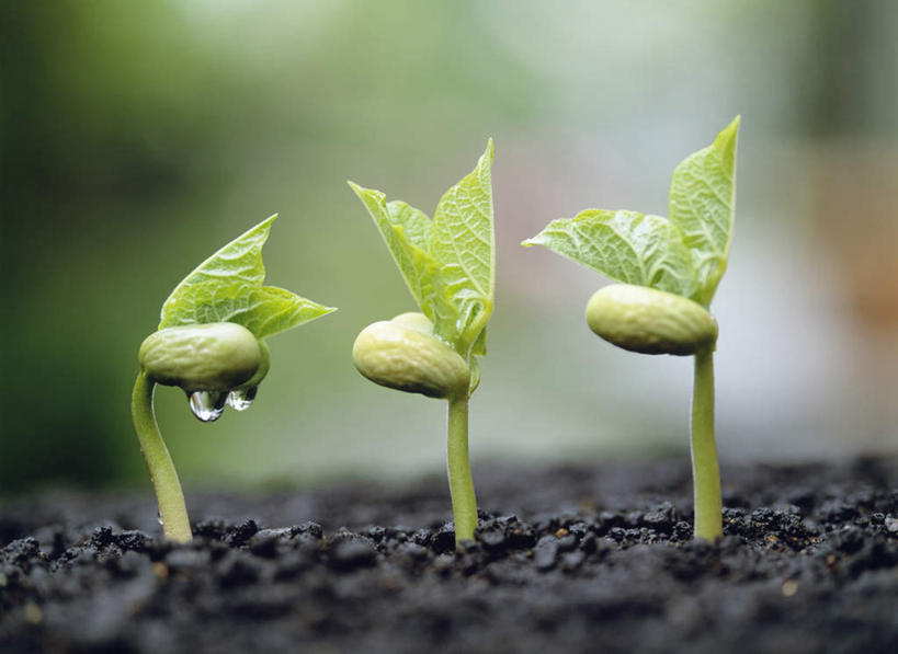 无人,横图,俯视,室外,特写,白天,旅游,度假,美景,水,露水,神奈川,日本,亚洲,一排,朦胧,模糊,整齐,透明,液体,景观,水滴,豆芽,横滨,横滨市,神奈川县,娱乐,水珠,排列,三个,自然,露珠,享受,休闲,景色,放松,生机,苗,队列,剔透,自然风光,豆芽菜,东亚,秧苗,芽苗菜,本州,首府,关东地方,本州岛,日本国,灵动,通明,彩图,高角度拍摄,晶莹