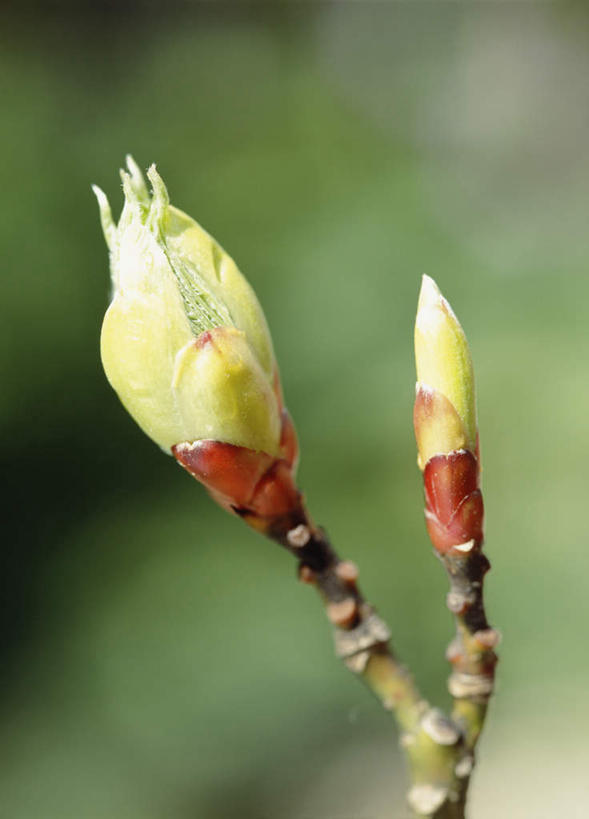 无人,竖图,俯视,室外,特写,白天,旅游,度假,美景,植物,神奈川,日本,亚洲,朦胧,模糊,景观,横滨,横滨市,神奈川县,娱乐,绿色,自然,享受,休闲,景色,放松,生长,成长,自然风光,东亚,山茱萸,本州,首府,关东地方,本州岛,日本国,山萸肉,山芋肉,实枣,实枣儿,蜀酸枣,天木籽,药枣,萸肉,彩图,高角度拍摄