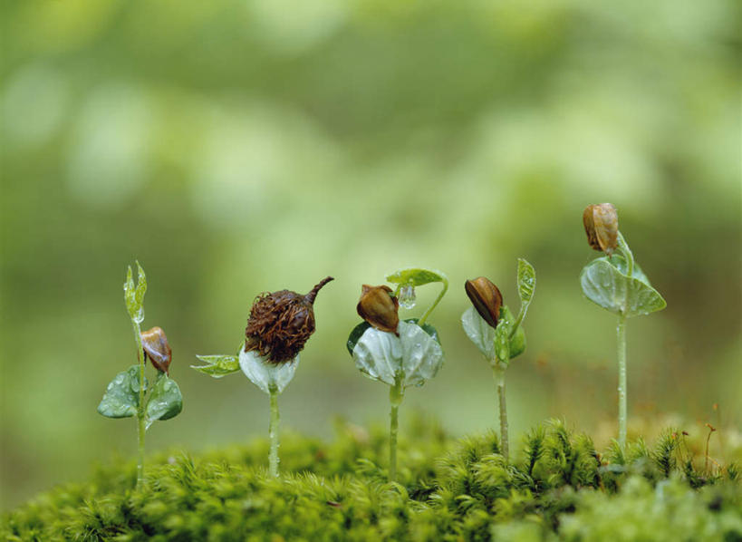 无人,横图,俯视,室外,特写,白天,旅游,度假,美景,水,露水,日本,亚洲,五个,一排,许多,朦胧,模糊,整齐,透明,液体,景观,水滴,娱乐,水珠,排列,自然,露珠,树苗,享受,休闲,景色,放松,生机,队列,剔透,自然风光,东亚,本州,本州岛,日本国,青森,青森县,东北地方,榉树,大叶榉,红榉树,白榉,灵动,大叶榉树,通明,彩图,高角度拍摄,晶莹,八甲田山