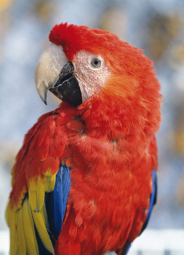 无人,动物园,站,竖图,室外,特写,白天,正面,旅游,度假,美景,鸟,鹦鹉,北海道,日本,亚洲,朦胧,模糊,鸟类,景观,扭头,娱乐,一只,自然,动物,站着,转头,享受,休闲,景色,放松,可爱,活泼,金刚鹦鹉,自然风光,东亚,日本国,北海道地方,北海道岛,绯红金刚鹦鹉,红黄金刚鹦鹉,五彩金刚鹦鹉,观赏鸟,站立,半身,彩图,钏路,钏路市,钏路市动物园