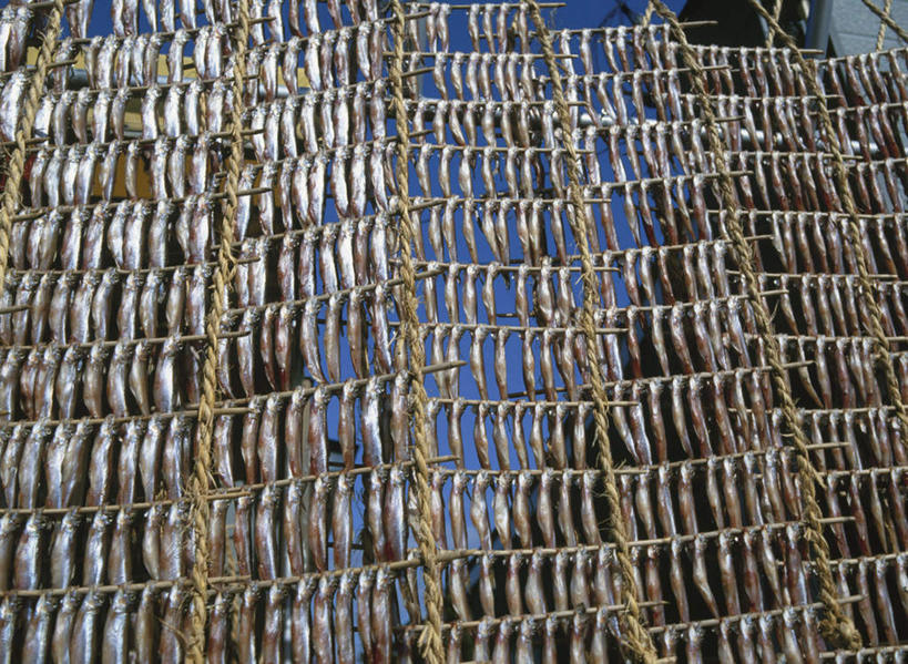 海鲜,无人,横图,室外,白天,仰视,旅游,度假,美景,北海道,日本,亚洲,一排,许多,朦胧,模糊,整齐,鱼,景观,娱乐,水产,鱼类,海洋生物,排列,蓝色,蓝天,天空,自然,天,享受,休闲,景色,放松,晴朗,队列,自然风光,水生动物,海产品,水生物,东亚,海底动物,万里无云,日本国,北海道地方,北海道岛,胡瓜鱼,多春鱼,毛鳞鱼,柳叶鱼,池沼公鱼,桦太柳叶鱼,晴空,晴空万里,彩图,低角度拍摄,胆振支厅,道央,鹉川町