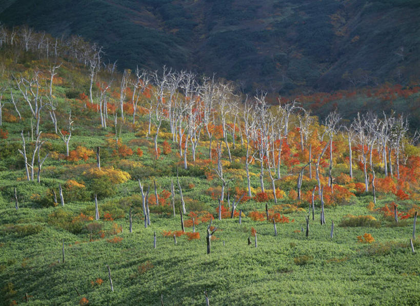 无人,横图,室外,白天,正面,旅游,度假,草地,草坪,美景,秋季,山,山脉,树林,植物,北海道,日本,亚洲,枯萎,朦胧,模糊,景观,山峰,山峦,娱乐,草,树,树木,绿色,自然,群山,享受,休闲,景色,放松,生长,成长,自然风光,东亚,日本国,北海道地方,北海道岛,美瑛町,美瑛,秋,秋天,彩图,大雪山国立公园,十胜岳
