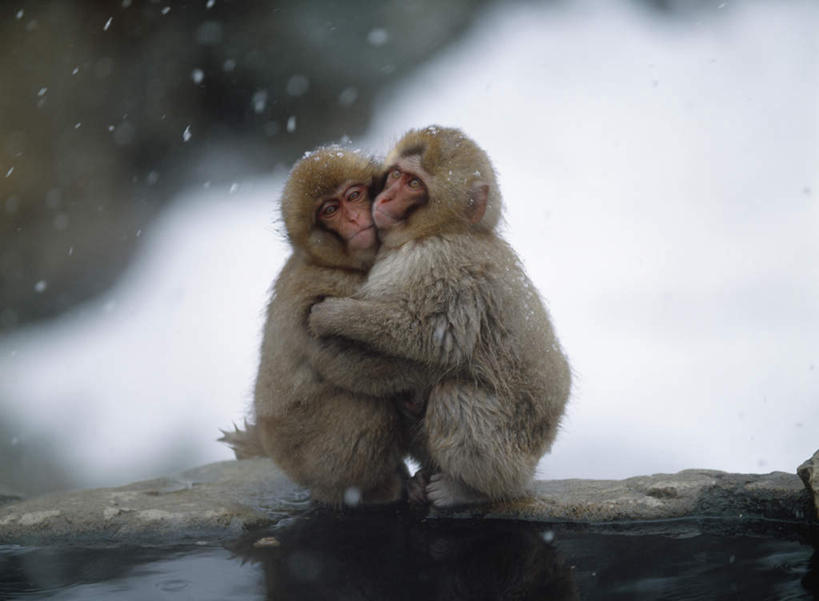 无人,蹲,抱,横图,室外,特写,白天,侧面,温泉,雪,大雪,野生动物,猴子,长野县,日本,朦胧,模糊,积雪,雪景,冬季,冬天,相视,动物,两只,面对面,寒冷,可爱,活泼,抱着,对视,搂着,猕猴,相对,日本猕猴,本州,相看,本州岛,日本国,中部地方,长野,严寒,蹲着,怀抱,搂,搂抱,相抱,拥抱,彩图,全身,地狱谷,地狱谷温泉,地狱谷野猿公苑