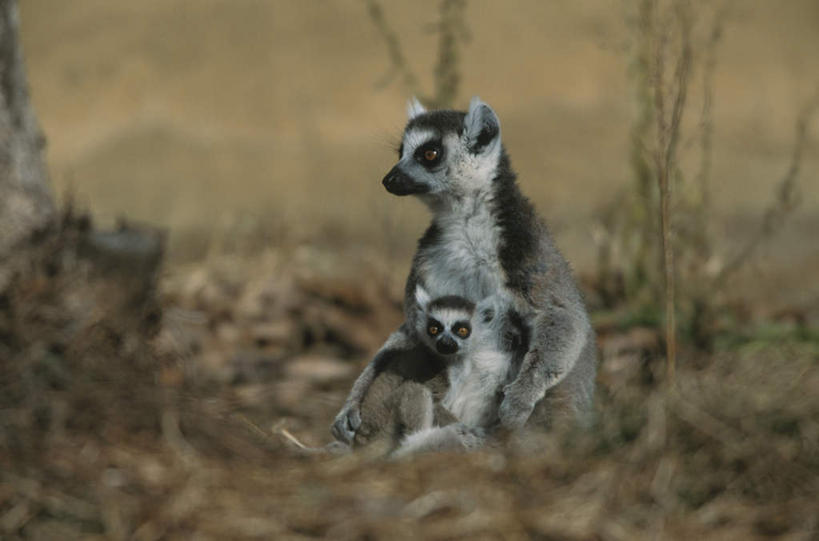 无人,动物园,站,坐,横图,室外,特写,白天,正面,旅游,度假,草地,草坪,美景,植物,猴,野生动物,猴子,东京,日本,亚洲,朦胧,模糊,景观,娱乐,草,绿色,自然,动物,站着,两只,享受,休闲,景色,放松,可爱,活泼,自然风光,狐猴,东亚,本州,关东地方,本州岛,日本国,东京都,县厅,东京市,站立,坐着,彩图,全身,多摩动物园
