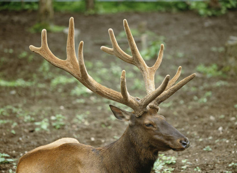 无人,动物园,站,横图,俯视,室外,白天,旅游,度假,草地,草坪,美景,植物,野生动物,北海道,日本,亚洲,一头,景观,注视,娱乐,草,绿色,自然,动物,观察,看,站着,享受,休闲,景色,放松,可爱,活泼,观看,察看,关注,自然风光,东亚,日本国,北海道地方,北海道岛,旭川,四不像,道北,麋鹿,站立,半身,彩图,高角度拍摄,上川综合振兴局,振兴局,旭川市,旭山动物园