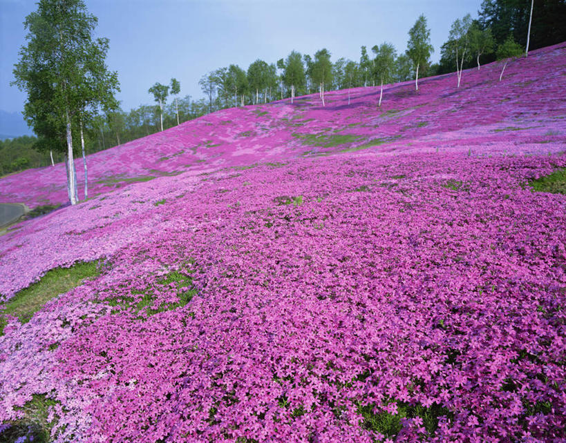 无人,横图,室外,白天,正面,旅游,度假,花海,花圃,美景,树林,植物,叶子,北海道,日本,亚洲,许多,盛开,景观,云,云朵,花蕾,云彩,娱乐,花,花瓣,花朵,花卉,鲜花,树,树木,蓝色,绿色,紫色,白云,蓝天,天空,自然,花丛,花束,花田,天,花苞,花蕊,享受,休闲,景色,放松,生长,晴朗,成长,自然风光,东亚,日本国,北海道地方,北海道岛,晴空,彩图,泷川,泷川市,滝川,滝川市