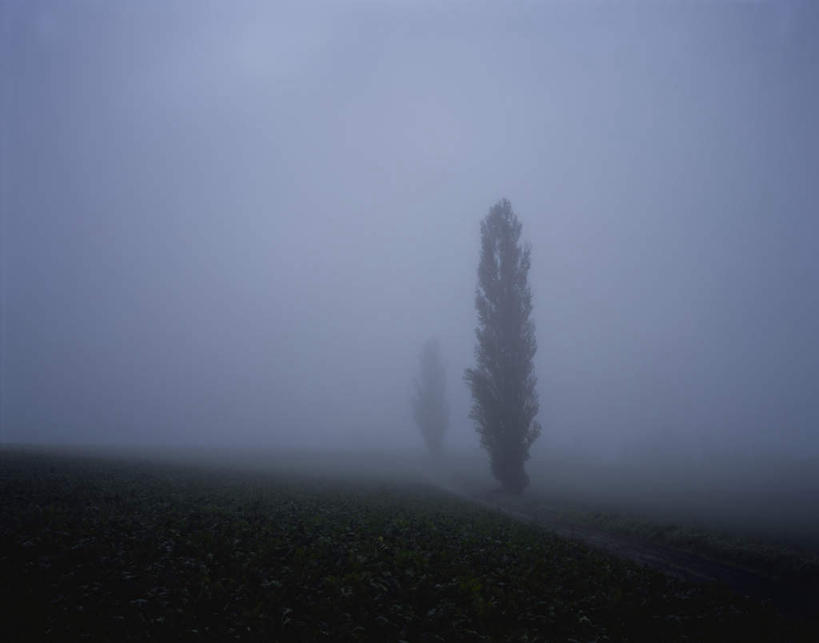 无人,横图,室外,白天,正面,旅游,度假,美景,植物,雾,北海道,日本,亚洲,两棵,朦胧,模糊,景观,娱乐,树,树木,绿色,自然,享受,休闲,景色,放松,生长,成长,迷雾,自然风光,东亚,日本国,北海道地方,北海道岛,大雾,彩图