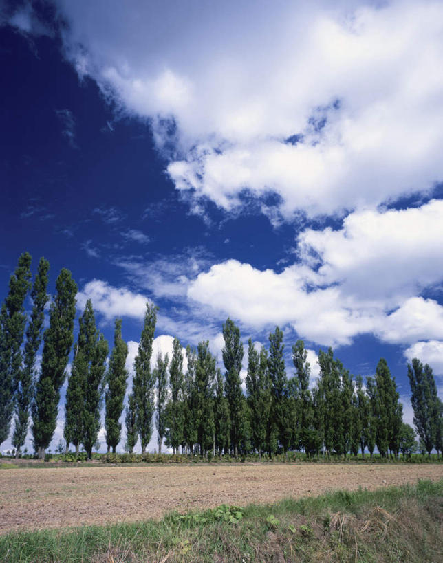 无人,竖图,室外,白天,仰视,旅游,度假,美景,植物,北海道,日本,亚洲,一排,许多,整齐,景观,云,云朵,云彩,娱乐,树,树木,排列,蓝色,绿色,白云,蓝天,天空,自然,天,享受,休闲,景色,放松,生长,晴朗,成长,队列,自然风光,东亚,日本国,北海道地方,北海道岛,美瑛町,美瑛,晴空,彩图,低角度拍摄