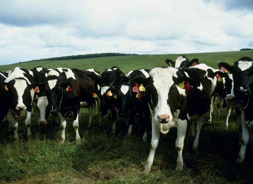 无人,站,横图,室外,白天,正面,旅游,度假,草地,草坪,美景,植物,牛,北海道,日本,亚洲,一排,许多,整齐,景观,云,云朵,云彩,注视,娱乐,草,排列,蓝色,绿色,白云,蓝天,天空,自然,动物,天,观察,看,站着,享受,休闲,家畜,景色,放松,牲畜,晴朗,观看,察看,队列,关注,自然风光,东亚,日本国,北海道地方,北海道岛,美瑛町,美瑛,晴空,奶牛,站立,半身,彩图