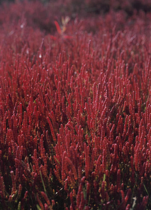 无人,竖图,俯视,室外,特写,白天,旅游,度假,草地,美景,植物,北海道,日本,亚洲,许多,朦胧,模糊,景观,草药,药草,娱乐,中药,草,黄色,自然,享受,休闲,景色,放松,自然风光,药材,中草药,东亚,中药材,本草,日本国,北海道地方,北海道岛,缠百合,珊瑚草,彩图,高角度拍摄