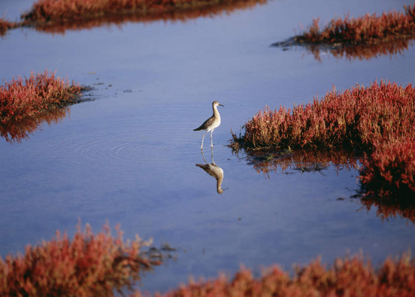 无人,站,横图,俯视,室外,白天,旅游,度假,河流,美景,水,植物,鸟,北海道,日本,亚洲,阴影,反射,鸟类,水鸟,影子,河水,景观,水流,草药,药草,注视,娱乐,中药,一只,自然,观察,看,站着,享受,休闲,景色,放松,观看,察看,关注,自然风光,药材,中草药,东亚,中药材,本草,日本国,北海道地方,北海道岛,缠百合,珊瑚草,站立,彩图,高角度拍摄,全身