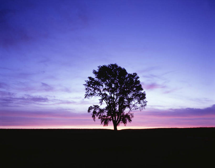 无人,横图,室外,白天,正面,旅游,度假,日出,美景,太阳,植物,北海道,日本,亚洲,一棵,地平线,景观,辽阔,地面,朝霞,晨曦,黎明,背光,娱乐,树,树木,绿色,天空,阳光,自然,天,享受,休闲,景色,放松,生长,成长,一望无际,自然风光,延伸,逆光,东亚,日本国,天地相交,北海道地方,北海道岛,美瑛町,美瑛,朝阳,彩图,破晓