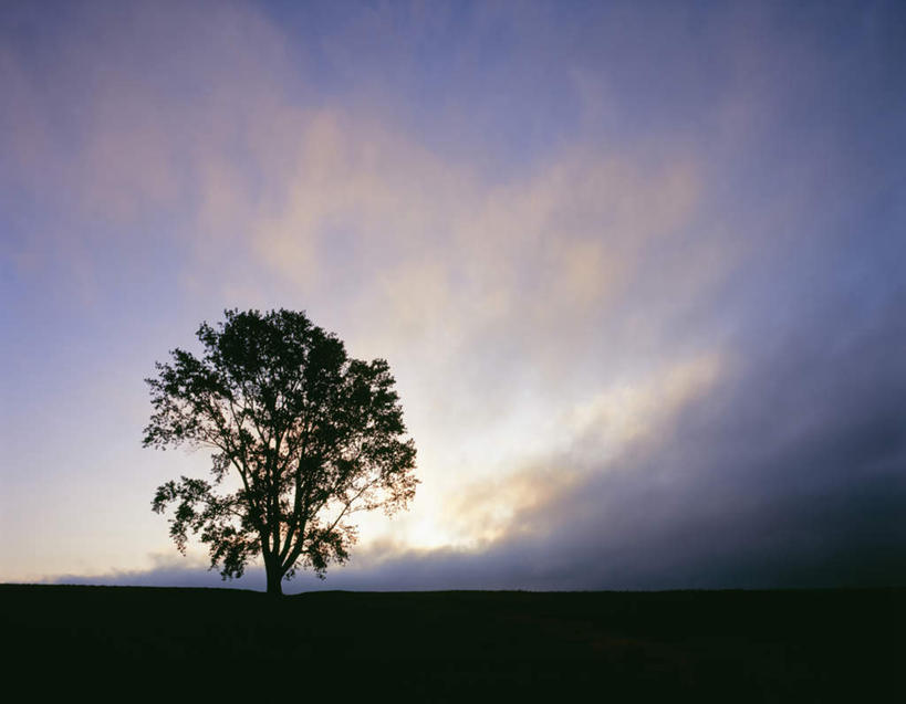 无人,横图,室外,白天,正面,旅游,度假,日出,美景,太阳,植物,北海道,日本,亚洲,一棵,地平线,景观,辽阔,地面,朝霞,晨曦,黎明,背光,娱乐,树,树木,绿色,天空,阳光,自然,天,享受,休闲,景色,放松,生长,成长,一望无际,自然风光,延伸,逆光,东亚,日本国,天地相交,北海道地方,北海道岛,美瑛町,美瑛,朝阳,彩图,破晓
