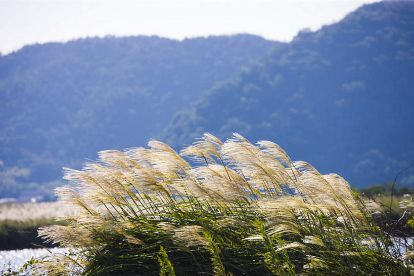 无人,横图,室外,白天,正面,旅游,度假,美景,森林,山,山脉,树林,植物,日本,亚洲,阴影,枯萎,朦胧,模糊,光线,影子,景观,山峰,枯草,芒草,山峦,娱乐,草,树,树木,黄色,绿色,天空,阳光,自然,群山,天,享受,休闲,景色,放松,生长,晴朗,成长,自然风光,东亚,本州,万里无云,本州岛,日本国,近畿地方,近畿,滋贺,滋贺县,近江八幡市,晴空,晴空万里,彩图,近江八幡