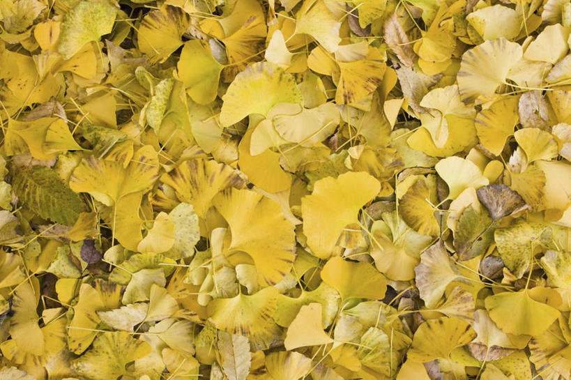 无人,横图,俯视,室外,白天,旅游,度假,美景,秋季,植物,叶子,堆叠,景观,枯叶,落叶,草药,药草,娱乐,中药,树叶,黄色,自然,享受,休闲,银杏叶,景色,放松,堆,自然风光,药材,中草药,中药材,本草,白果叶,叶片,秋,秋天,彩图,高角度拍摄