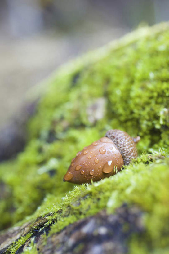 无人,竖图,俯视,室外,特写,白天,旅游,度假,美景,植物,阴影,朦胧,模糊,光线,影子,景观,坚果,褐色,苔藓,娱乐,一个,绿色,阳光,自然,干果,享受,休闲,景色,放松,单个,自然风光,橡果,橡树果,橡栗,橡实,橡树子,橡子,彩图,高角度拍摄