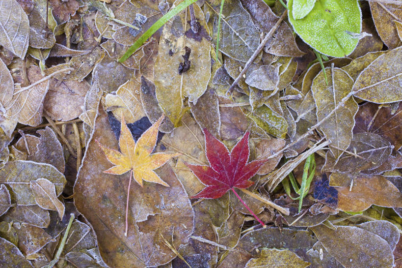 无人,横图,俯视,室外,特写,白天,旅游,度假,美景,叶子,两片,朦胧,模糊,景观,枫叶,枯叶,落叶,娱乐,黄色,红色,自然,享受,休闲,景色,放松,枫树叶,自然风光,叶,叶片,彩图,高角度拍摄