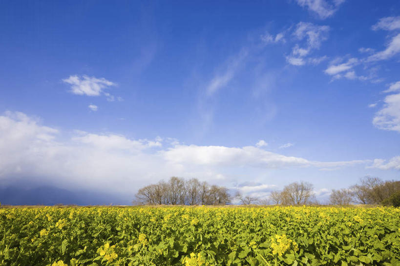 无人,横图,室外,白天,正面,旅游,度假,花海,花圃,美景,植物,叶子,日本,亚洲,许多,阴影,盛开,光线,影子,景观,云,云朵,绿叶,花蕾,云彩,娱乐,花,花瓣,花朵,花卉,鲜花,黄色,蓝色,绿色,白云,蓝天,天空,阳光,自然,花丛,花田,天,花苞,花蕊,油菜花,享受,休闲,嫩叶,景色,放松,生长,晴朗,成长,自然风光,东亚,本州,本州岛,日本国,近畿地方,近畿,滋贺,滋贺县,叶,叶片,晴空,彩图