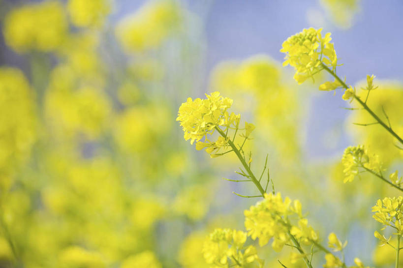 无人,横图,室外,特写,白天,正面,旅游,度假,花海,花圃,美景,植物,叶子,许多,朦胧,模糊,盛开,景观,绿叶,花蕾,娱乐,花,花瓣,花朵,花卉,鲜花,绿色,自然,花丛,花田,花苞,花蕊,油菜花,享受,休闲,嫩叶,景色,放松,生长,成长,自然风光,叶,叶片,彩图