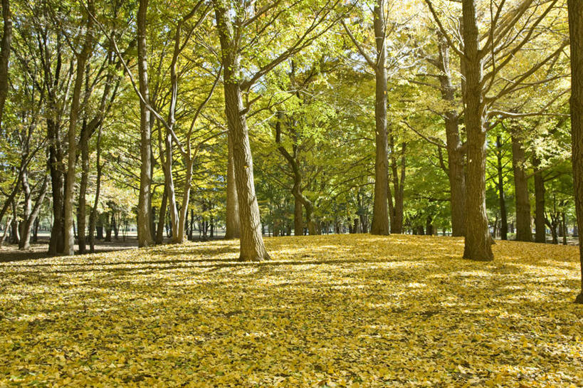 无人,横图,室外,白天,正面,旅游,度假,草地,草坪,美景,植物,银杏树,叶子,东京,日本,亚洲,许多,阴影,朦胧,模糊,光线,影子,景观,枯叶,落叶,娱乐,草,树,树木,绿色,阳光,自然,享受,休闲,景色,放松,生长,成长,自然风光,东亚,本州,关东地方,本州岛,日本国,东京都,鸭脚树,叶,叶片,银杏,公孙树,白果,彩图