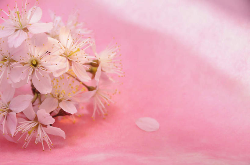 无人,横图,俯视,室内,特写,白天,许多,阴影,粉色背景,朦胧,模糊,盛开,反射,影子,梅花,花蕾,花,花瓣,花朵,鲜花,白色,花苞,花蕊,摄影,影棚,高雅,坚强,梅,彩图,高角度拍摄,影棚拍摄,拍摄