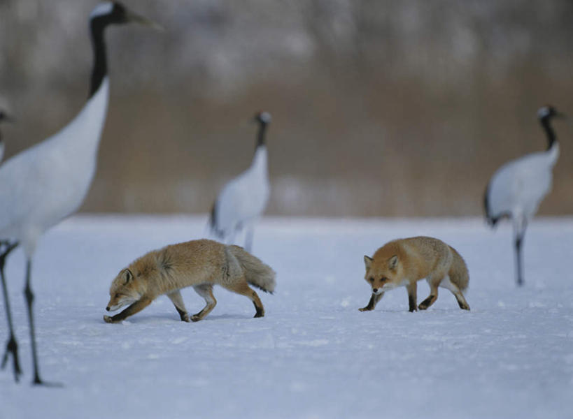 无人,站,横图,室外,白天,侧面,旅游,度假,草地,草坪,美景,雪,植物,大雪,丹顶鹤,狐狸,野生动物,北海道,日本,亚洲,三只,朦胧,模糊,鹤,积雪,景观,雪景,冬季,冬天,娱乐,草,绿色,自然,动物,站着,两只,享受,休闲,景色,放松,寒冷,吉祥,高雅,自然风光,狡猾,东亚,日本国,北海道地方,北海道岛,长寿,严寒,鴜鷜,忠贞,狡诈,仙鹤,红狐,赤狐,草狐,站立,半身,彩图,钏路,钏路市
