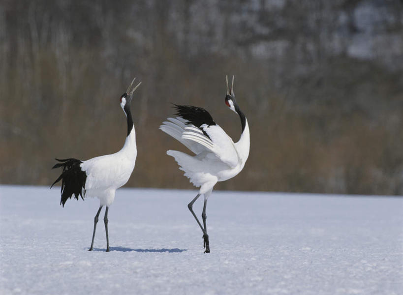 无人,站,伸展双臂,横图,室外,白天,侧面,旅游,度假,美景,雪,植物,大雪,丹顶鹤,日本,亚洲,伸展,张开,展翅,枯萎,朦胧,模糊,翅膀,鹤,积雪,景观,雪景,冬季,冬天,枯草,注视,娱乐,草,黄色,自然,看,站着,两只,享受,休闲,景色,放松,寒冷,吉祥,高雅,关注,自然风光,东亚,张开翅膀,日本国,长寿,严寒,鴜鷜,忠贞,展开翅膀,仙鹤,敞开双臂,抬头,仰头,站立,张开手臂,彩图,全身