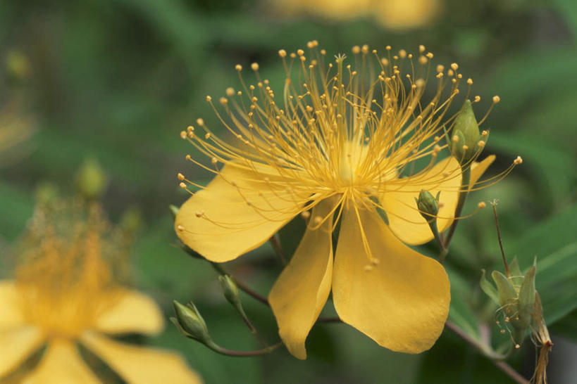 无人,横图,俯视,室外,特写,白天,旅游,度假,美景,叶子,朦胧,模糊,盛开,景观,绿叶,花蕾,娱乐,花,花瓣,花朵,金丝桃,鲜花,两朵,黄色,自然,花苞,花蕊,享受,休闲,嫩叶,景色,放松,自然风光,弟切草,土连翘,复仇,叶,叶片,彩图,高角度拍摄