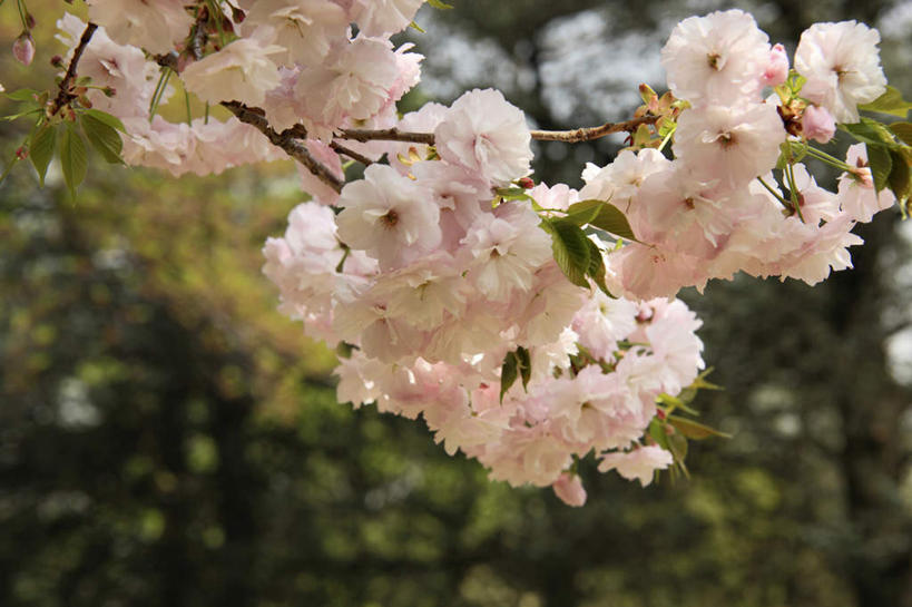 无人,横图,室外,特写,白天,仰视,旅游,度假,美景,植物,樱花,许多,阴影,朦胧,模糊,盛开,光线,影子,景观,花蕾,娱乐,花,花瓣,花朵,鲜花,树,树木,粉色,绿色,阳光,自然,花苞,花蕊,享受,休闲,景色,放松,生长,成长,自然风光,仙樱花,福岛樱,青肤樱,荆桃,彩图,低角度拍摄