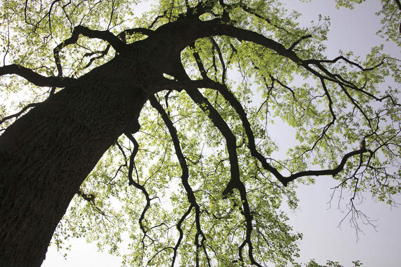 无人,横图,室外,白天,仰视,旅游,度假,美景,植物,叶子,一棵,阴影,朦胧,模糊,光线,影子,景观,绿叶,枝条,背光,娱乐,树,树木,树枝,蓝色,绿色,蓝天,天空,阳光,自然,天,享受,休闲,嫩叶,景色,放松,生长,晴朗,成长,自然风光,逆光,万里无云,虬枝,枝杈,叶,叶片,晴空,晴空万里,彩图,低角度拍摄