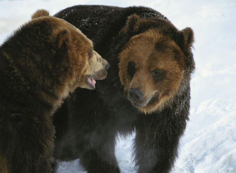 无人,站,横图,俯视,室外,特写,白天,旅游,度假,美景,野生动物,熊,北海道,日本,亚洲,两头,阴影,朦胧,模糊,光线,影子,景观,娱乐,相视,阳光,自然,动物,站着,享受,休闲,面对面,景色,放松,对视,自然风光,相对,凶猛,东亚,相看,日本国,北海道地方,北海道岛,残暴,凶残,棕熊,马熊,站立,半身,彩图,高角度拍摄,钏路,钏路市