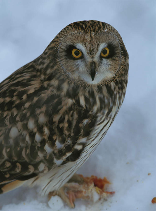 无人,站,竖图,俯视,室外,特写,白天,旅游,度假,美景,雪,大雪,猫头鹰,鸟,野生动物,北海道,日本,亚洲,阴影,朦胧,模糊,光线,鸟类,影子,积雪,景观,雪景,冬季,冬天,注视,娱乐,一只,阳光,自然,动物,观察,看,站着,享受,休闲,景色,放松,寒冷,观看,察看,关注,自然风光,凶猛,东亚,日本国,北海道地方,北海道岛,严寒,短耳枭,残暴,凶残,鸮,枭,站立,半身,彩图,高角度拍摄,钏路,钏路市