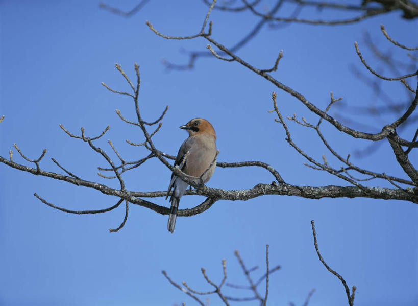 无人,横图,室外,白天,仰视,旅游,度假,美景,树林,植物,鸟,鸟类,景观,娱乐,树,树木,一只,蓝色,绿色,蓝天,天空,自然,天,站着,享受,休闲,景色,放松,生长,晴朗,成长,自然风光,松鸦,万里无云,晴空,晴空万里,站立,彩图,低角度拍摄,全身