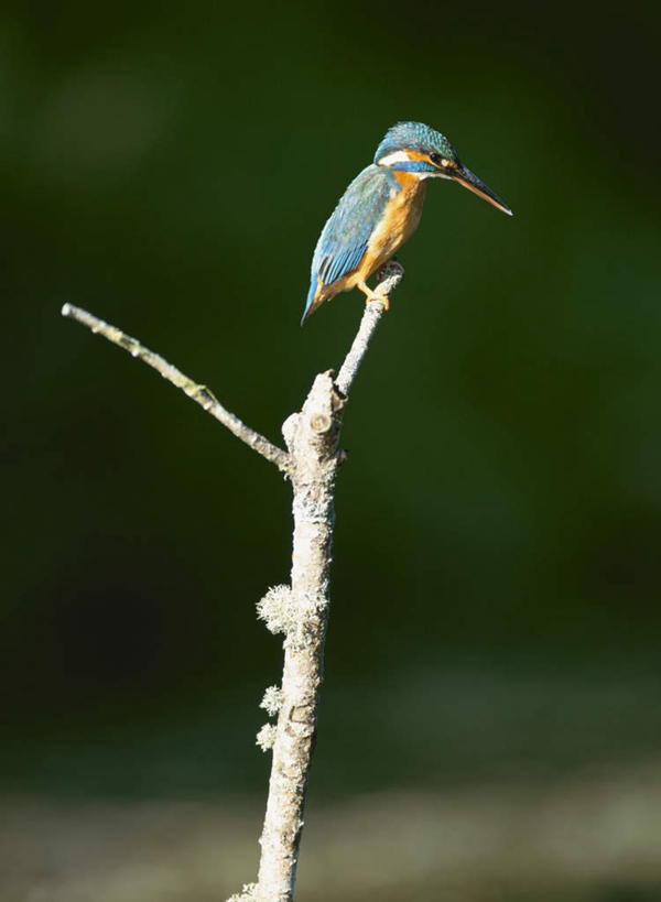 无人,站,竖图,室外,特写,白天,侧面,旅游,度假,美景,植物,翠鸟,鸟,叶子,朦胧,模糊,鸟类,景观,绿叶,注视,娱乐,树,树木,一只,绿色,自然,观察,看,站着,享受,休闲,嫩叶,景色,放松,生长,成长,观看,察看,关注,自然风光,叶,叶片,鱼虎,鱼狗,大翠鸟,站立,彩图,全身