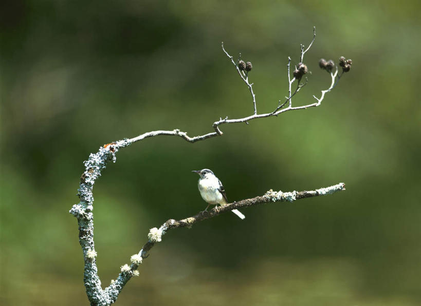 无人,站,横图,室外,白天,正面,爱情,旅游,度假,草地,草坪,美景,植物,鸟,叶子,朦胧,模糊,鹡鸰,鸟类,景观,绿叶,扭头,注视,娱乐,草,树,树木,一只,绿色,自然,观察,看,站着,转头,享受,休闲,嫩叶,景色,放松,生长,成长,观看,察看,关注,自然风光,爱情鸟,白颤儿,白颊鹡鸰,白面鸟,点水雀,眼纹鹡鸰,张飞鸟,叶,叶片,站立,彩图,全身