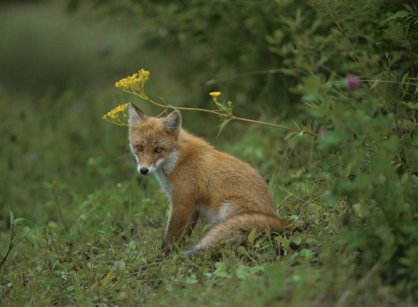无人,站,横图,俯视,室外,特写,白天,旅游,度假,草地,草坪,美景,树林,植物,狐狸,野生动物,朦胧,模糊,景观,注视,娱乐,草,树,树木,一只,绿色,灰色,自然,动物,观察,看,站着,享受,休闲,景色,放松,生长,成长,观看,察看,关注,自然风光,狡猾,狡诈,红狐,赤狐,草狐,站立,彩图,高角度拍摄,全身