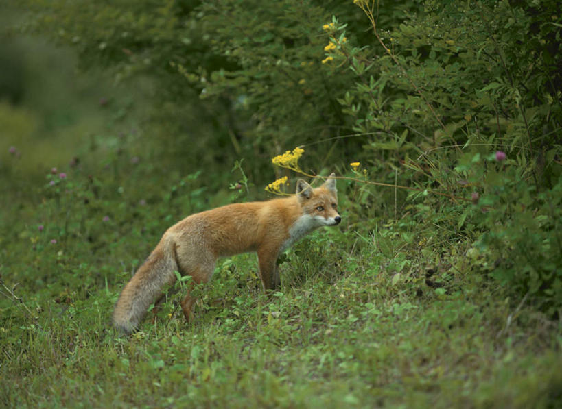 无人,站,横图,俯视,室外,特写,白天,旅游,度假,草地,草坪,树林,植物,狐狸,野生动物,朦胧,模糊,注视,娱乐,草,树,树木,一只,绿色,灰色,自然,动物,观察,看,站着,享受,休闲,放松,生长,成长,观看,察看,关注,自然风光,狡猾,狡诈,红狐,赤狐,草狐,站立,彩图,高角度拍摄,全身