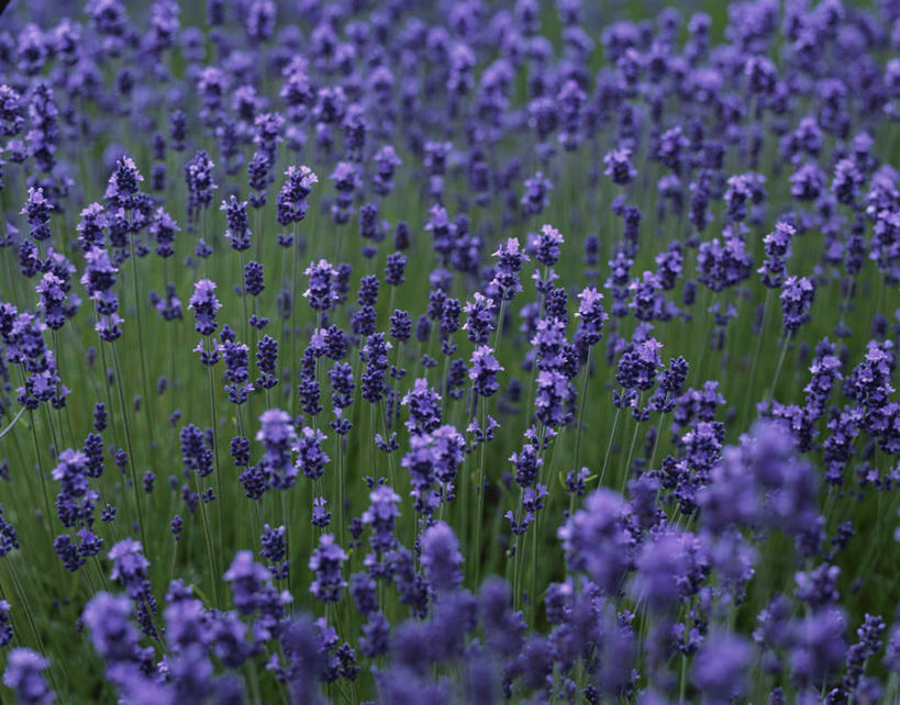 无人,横图,俯视,室外,白天,爱情,旅游,度假,花海,花圃,美景,植物,叶子,许多,朦胧,模糊,盛开,景观,浪漫,花蕾,娱乐,花,花瓣,花朵,花卉,鲜花,绿色,紫色,自然,香草,花丛,花束,花田,花苞,花蕊,薰衣草,享受,休闲,景色,放松,自然风光,呼吸,灵香草,黄香草,奇迹,彩图,高角度拍摄