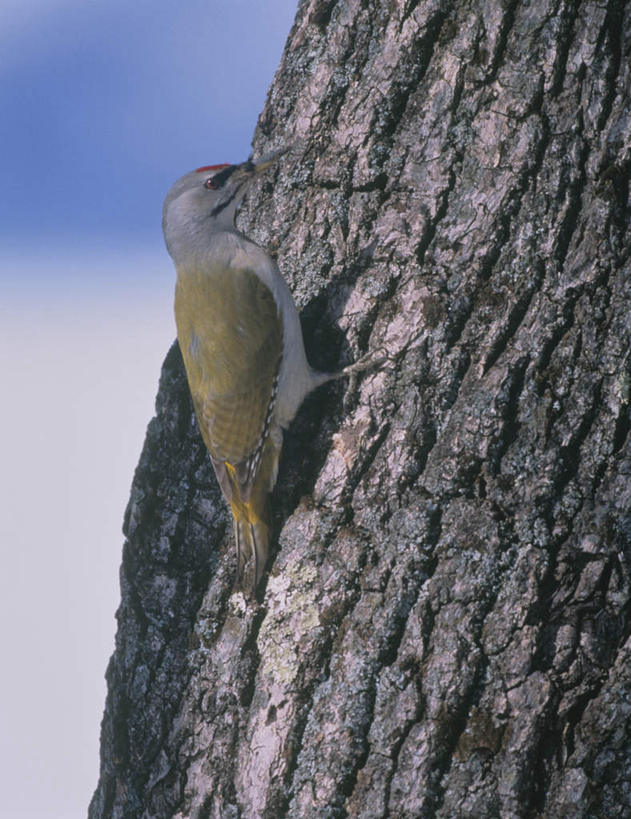 无人,站,竖图,室外,特写,白天,侧面,旅游,度假,美景,植物,鸟,啄木鸟,朦胧,模糊,鸟类,景观,娱乐,树,树木,一只,蓝色,绿色,蓝天,天空,自然,天,站着,享受,休闲,景色,放松,生长,晴朗,成长,自然风光,万里无云,晴空,晴空万里,森林医生,站立,彩图,全身,益鸟