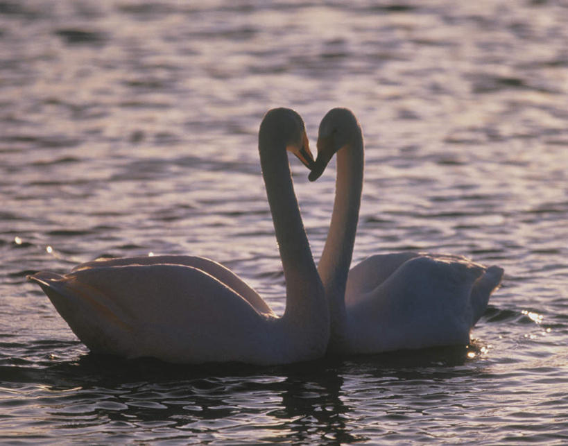 游泳,无人,横图,室外,白天,侧面,爱情,旅游,度假,湖,湖泊,美景,水,鸟,野生动物,天鹅,波纹,爱心,朦胧,模糊,鸟类,湖面,景观,水流,水面,涟漪,背光,浪漫,注视,娱乐,相视,水纹,自然,动物,波浪,湖水,观察,看,两只,享受,休闲,温暖,温馨,心形,面对面,景色,恩爱,放松,可爱,观看,对视,和睦,察看,关注,自然风光,相对,逆光,相看,水晕,心型,鹄,彩图,全身,融洽