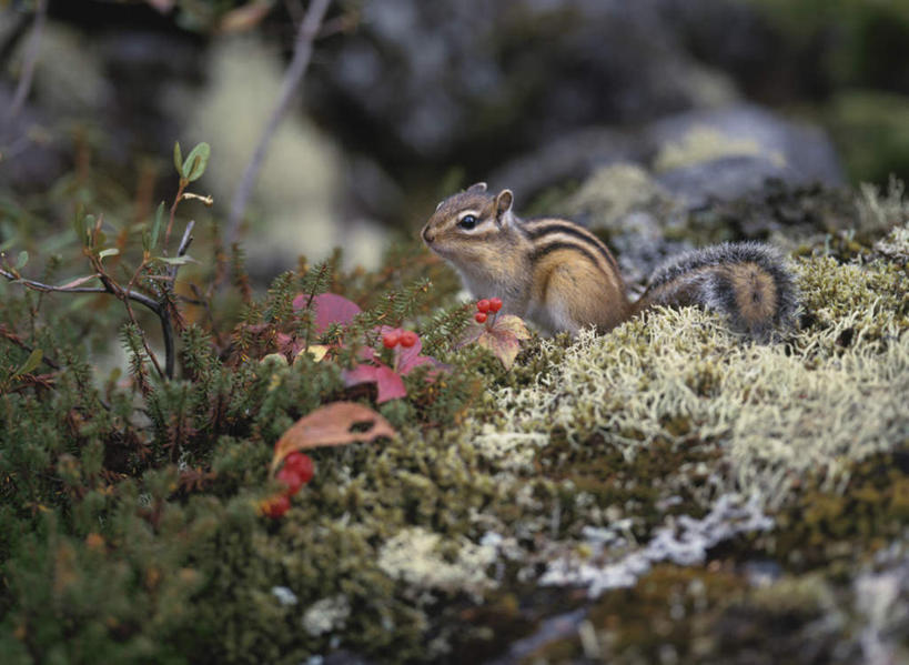 无人,站,横图,室外,特写,白天,侧面,旅游,度假,草地,草坪,美景,植物,野生动物,阴影,朦胧,模糊,光线,影子,景观,娱乐,草,一只,绿色,阳光,自然,动物,松鼠,站着,享受,休闲,景色,放松,可爱,活泼,自然风光,花栗鼠,花松鼠,站立,彩图,全身