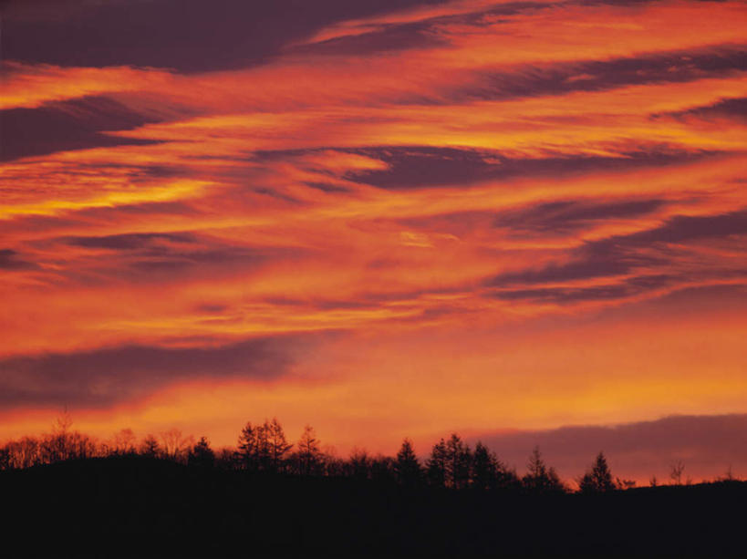 无人,横图,室外,白天,仰视,旅游,度假,日出,美景,树林,太阳,植物,北海道,日本,亚洲,朦胧,模糊,景观,朝霞,晨曦,黎明,背光,娱乐,树,树木,绿色,阳光,自然,享受,休闲,景色,放松,生长,成长,自然风光,逆光,东亚,日本国,北海道地方,北海道岛,朝阳,彩图,低角度拍摄,破晓,钏路,钏路市