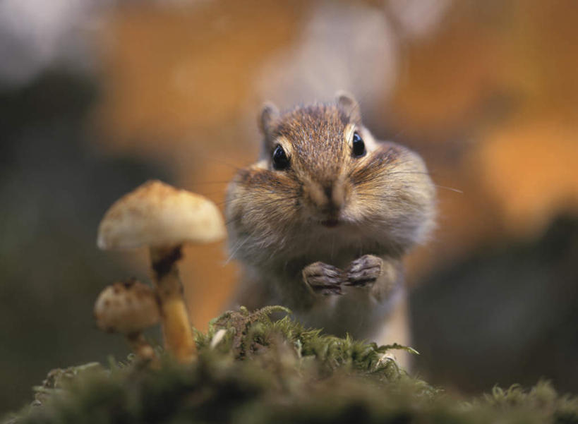 无人,站,举,横图,室外,特写,白天,正面,旅游,度假,草地,草坪,美景,植物,野生动物,朦胧,模糊,景观,菌菇,蘑菇,菌类,娱乐,草,两个,一只,绿色,自然,动物,松鼠,托,站着,享受,休闲,食用菌,景色,放松,可爱,活泼,自然风光,花栗鼠,花松鼠,举起,举手,举着,向上举,向上伸,向上托,站立,彩图,全身