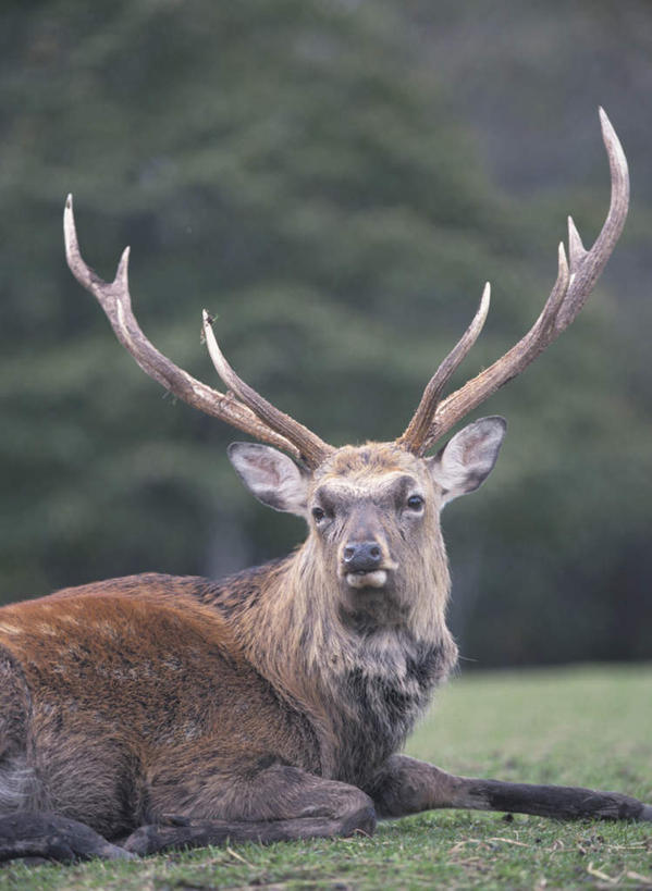 无人,竖图,室外,特写,白天,侧面,旅游,度假,草地,草坪,美景,植物,鹿,野生动物,阴影,朦胧,模糊,光线,影子,景观,扭头,娱乐,草,一只,绿色,阳光,自然,动物,趴着,转头,享受,休闲,景色,放松,可爱,活泼,自然风光,花鹿,梅花鹿,趴,半身,彩图