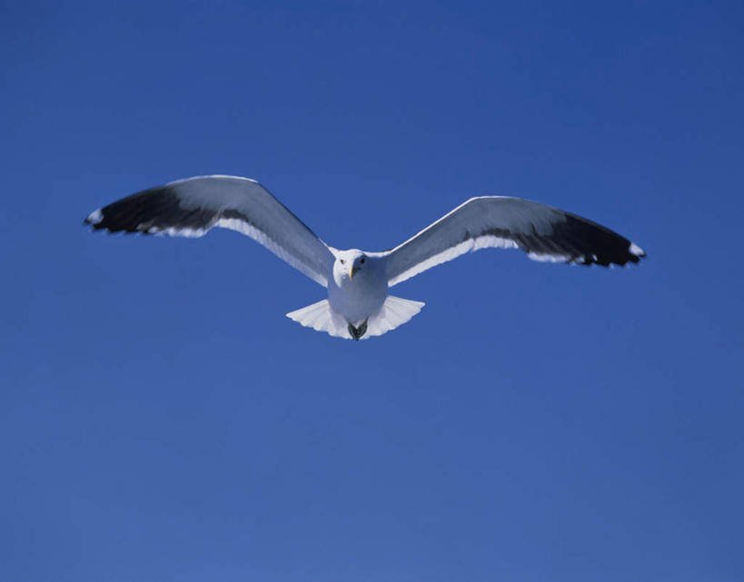 无人,横图,室外,白天,仰视,旅游,度假,美景,海鸟,海鸥,鸟,飞翔,伸展,张开,展翅,阴影,朦胧,模糊,飞行,光线,翅膀,鸟类,影子,景观,娱乐,飞,一只,蓝色,蓝天,天空,阳光,自然,天,享受,休闲,景色,放松,晴朗,自然风光,鸥,张开翅膀,万里无云,展开翅膀,晴空,晴空万里,彩图,低角度拍摄,全身