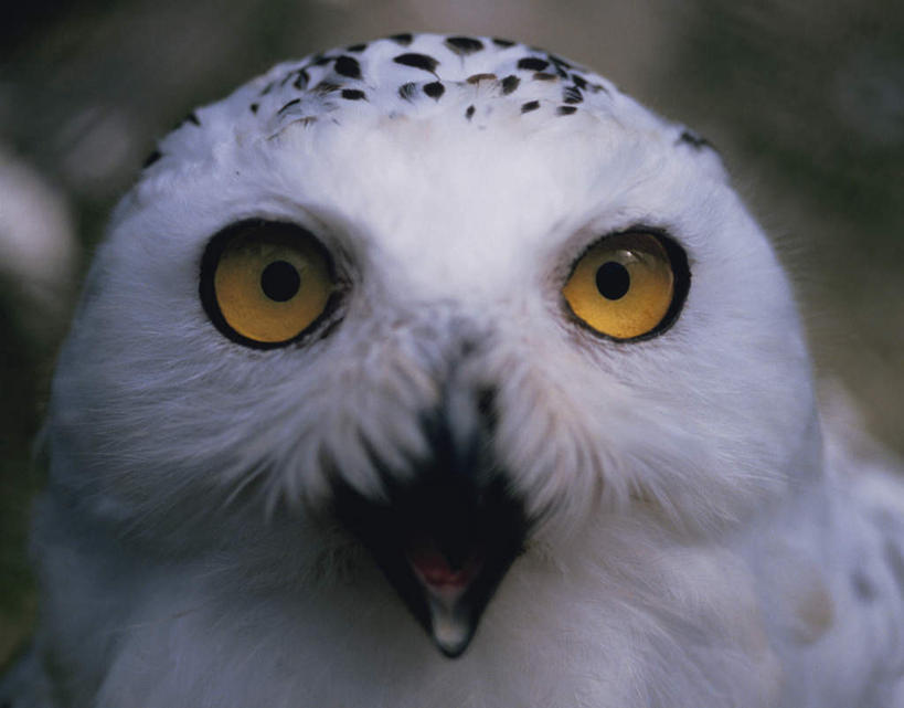 脸,头,脸颊,无人,站,横图,室外,特写,白天,正面,旅游,度假,美景,猫头鹰,鸟,野生动物,北海道,日本,亚洲,朦胧,模糊,鸟类,景观,注视,娱乐,一只,自然,动物,观察,看,站着,享受,休闲,景色,放松,观看,察看,关注,自然风光,凶猛,东亚,日本国,北海道地方,北海道岛,残暴,凶残,头部,脸部,脸蛋,面部,鸮,枭,站立,半身,彩图,钏路,钏路市