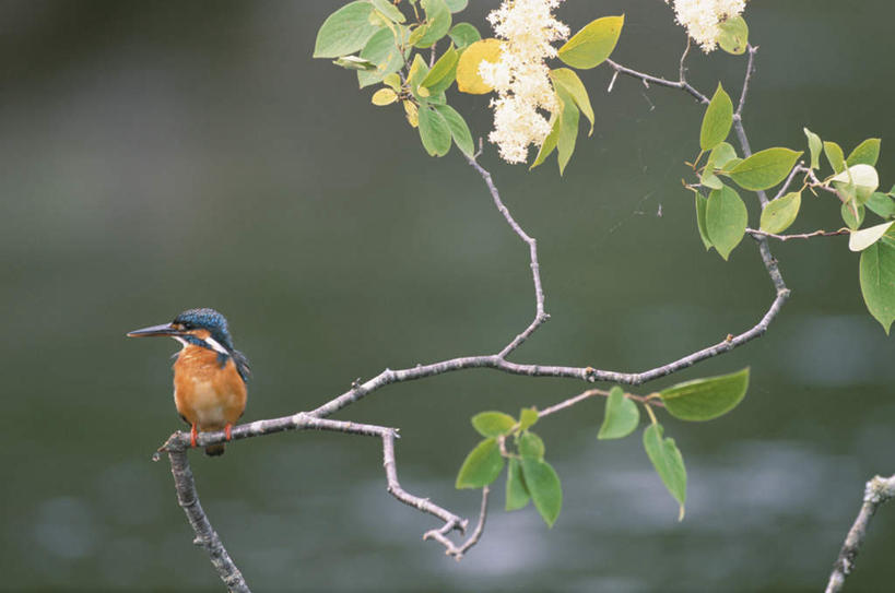无人,站,横图,室外,特写,白天,正面,旅游,度假,湖,湖泊,美景,水,翠鸟,鸟,叶子,阴影,朦胧,模糊,光线,鸟类,影子,湖面,景观,水流,水面,绿叶,扭头,注视,娱乐,一只,阳光,自然,湖水,观察,看,站着,转头,享受,休闲,嫩叶,景色,放松,观看,察看,关注,自然风光,叶,叶片,鱼虎,鱼狗,大翠鸟,站立,彩图,全身